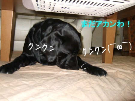 こたつ7