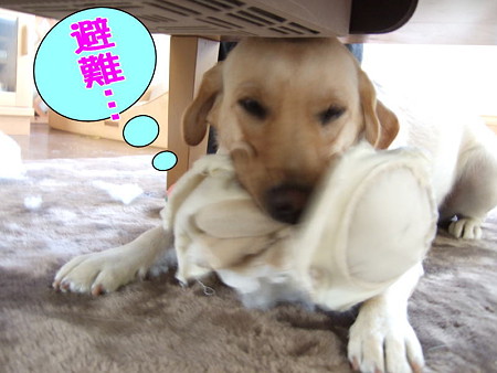 避難