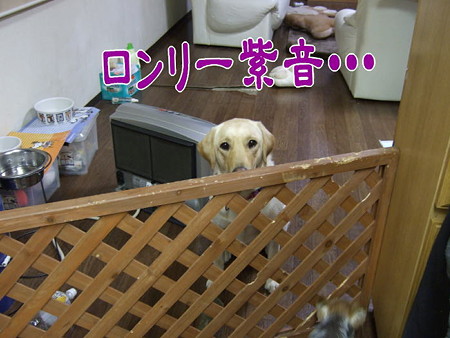 ロンリー紫音