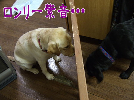 ロンリー紫音2