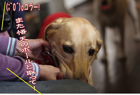 横取り