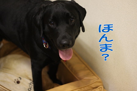 かわいいで