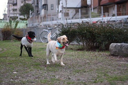 バンダナになってるやん!