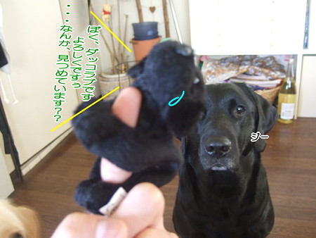 ダッコラブ