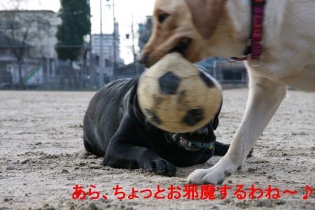 邪魔する紫音