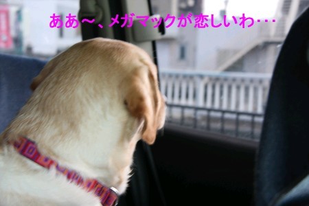 物想いにふける・・・