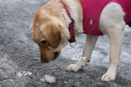食べてました・・・( ̄∇ ̄;)