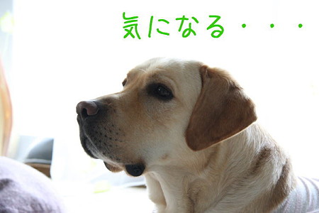 気になる