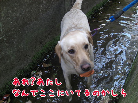 落ちた?