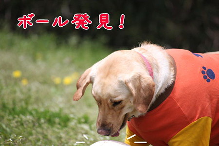 ボール発見