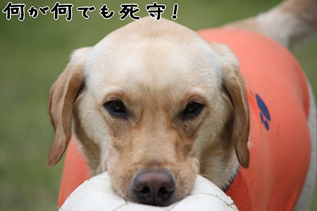 何が何でも