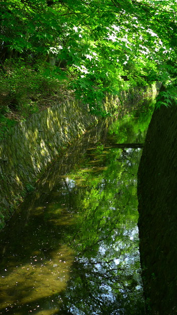 水面の新緑
