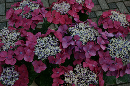 額紫陽花まつり0622tw