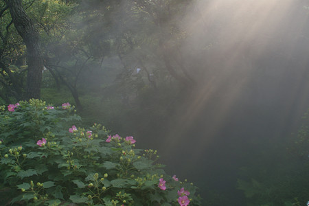 芙蓉の花に陽が射す。0913s