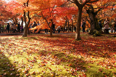 東福寺ジュータン紅葉1129v