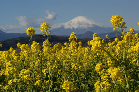 菜の花と富士山0103f