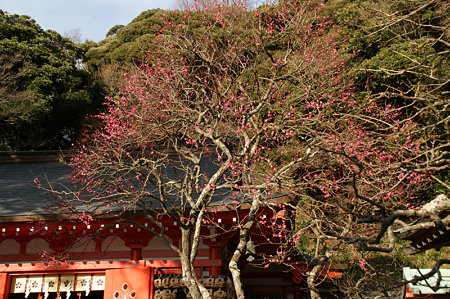 荏柄天神社紅梅0110e