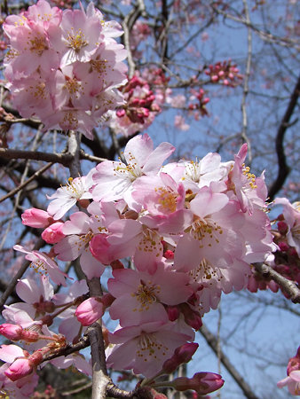 紅枝垂れ桜0319a