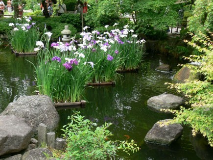 花ショウブ0609tb
