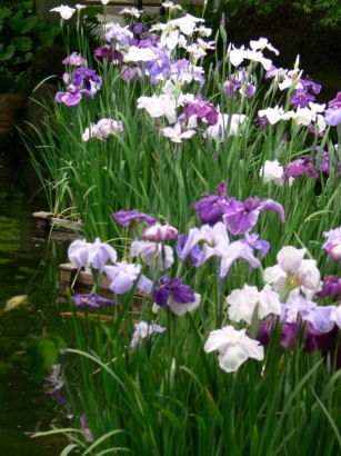 花ショウブ0609ta