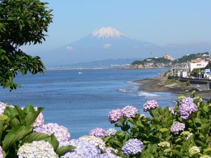 アジサイと富士山0616tc