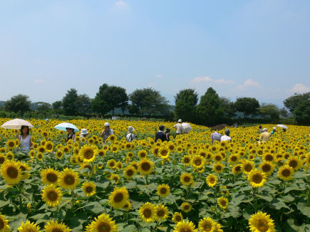 ひまわり祭り0811tz