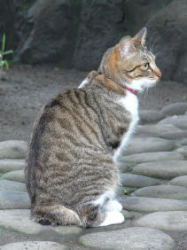 鎌倉の猫