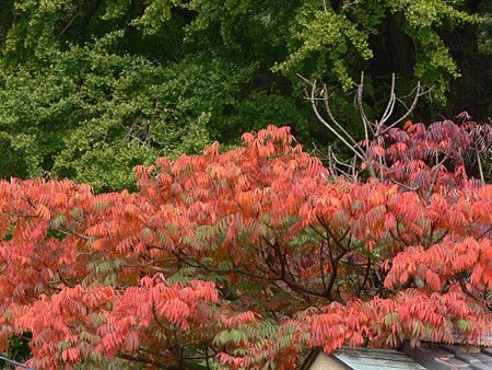 ハゼの紅葉1117ts