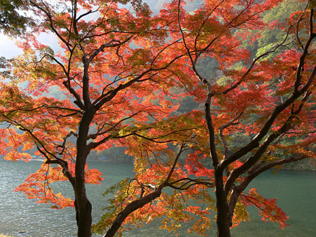 嵐山紅葉1126tk