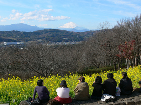 菜の花見0103tw.jpg