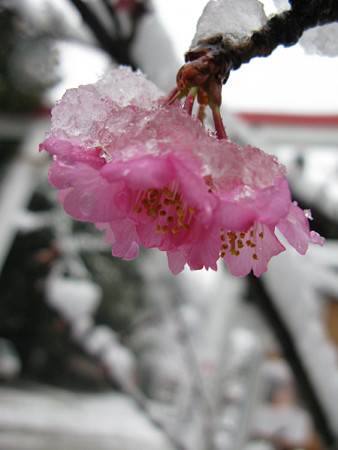 河津桜と雪0203ta