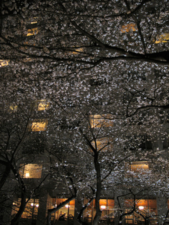 夜桜ホテル前0327tx