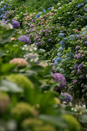 紫陽花の彩り0607ta