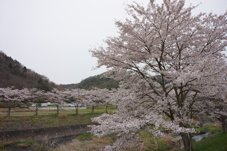 波田橋付近（三田市藍本）の桜 - 3