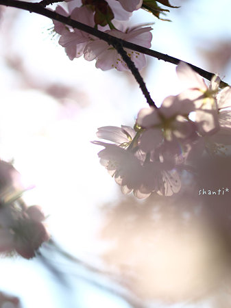 sakura