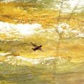 男鹿川の川面を飛ぶカワガラス