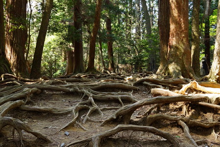 鞍馬寺木の根道