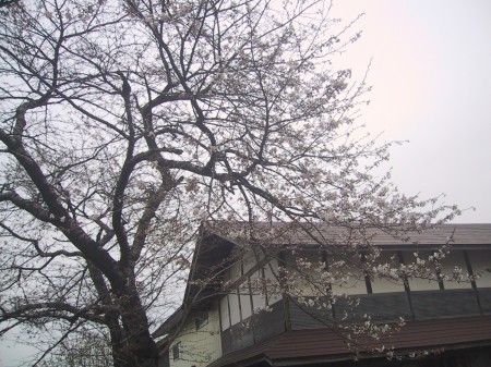 ０８桜１