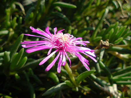 DSC00325