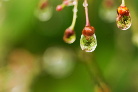 水の中の森