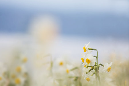 海辺の花
