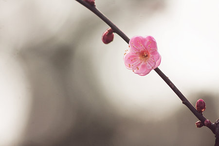 香る花