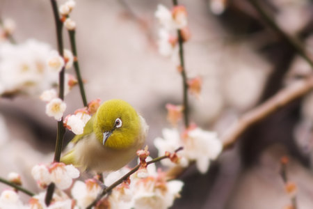 白梅とわたし