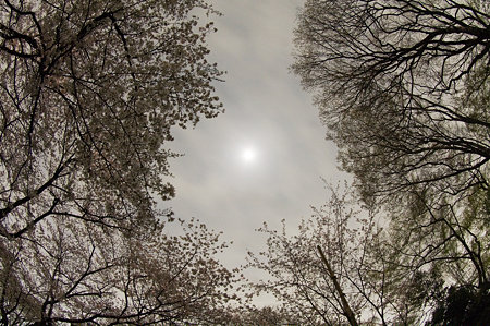 鍵穴桜