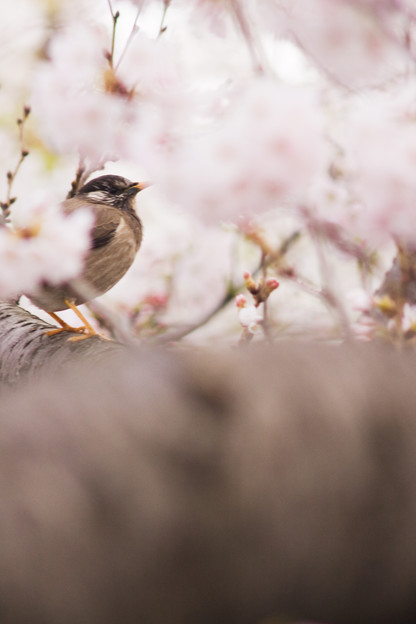 お花見