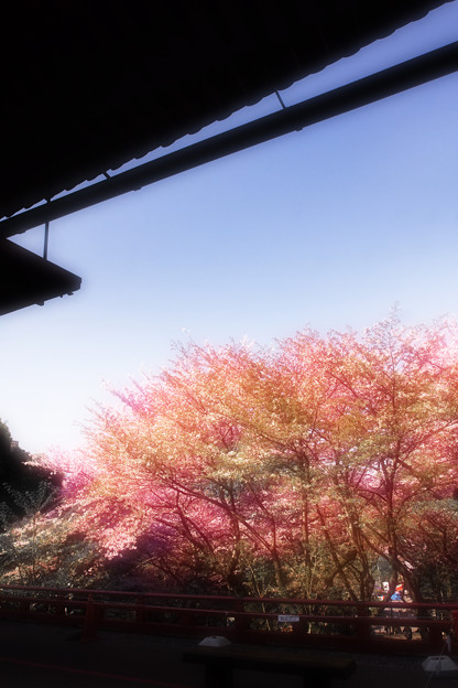 夢心地