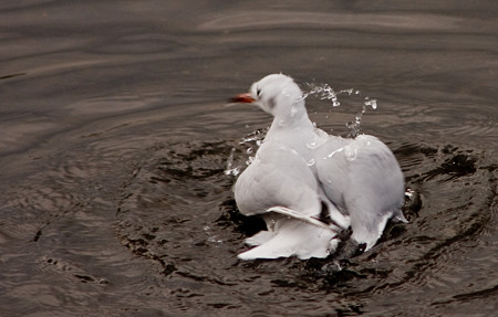 行水
