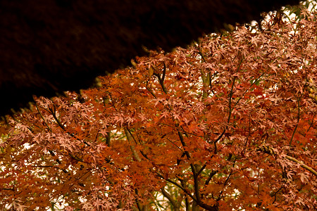 藁葺き屋根と紅葉