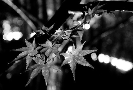 雨の紅葉