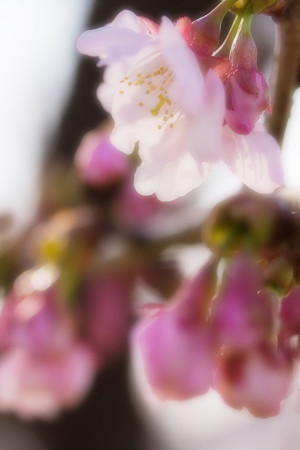 春の兆し